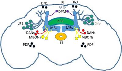 Drosophila as a Model to Study the Relationship Between Sleep, Plasticity, and Memory